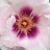 Violet-rose - Rosiers floribunda - Eyes for You